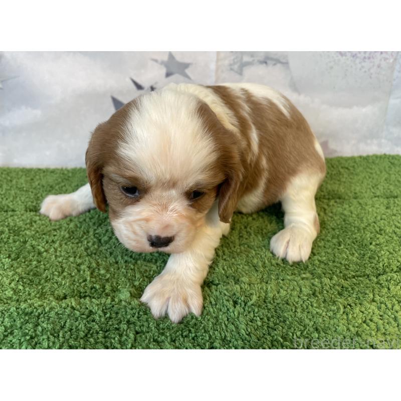 販売中の北海道のキャバリアキングチャールズスパニエル-431634の2枚目