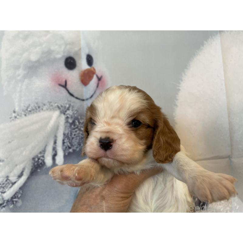 販売中の北海道のキャバリアキングチャールズスパニエル-431635の5枚目