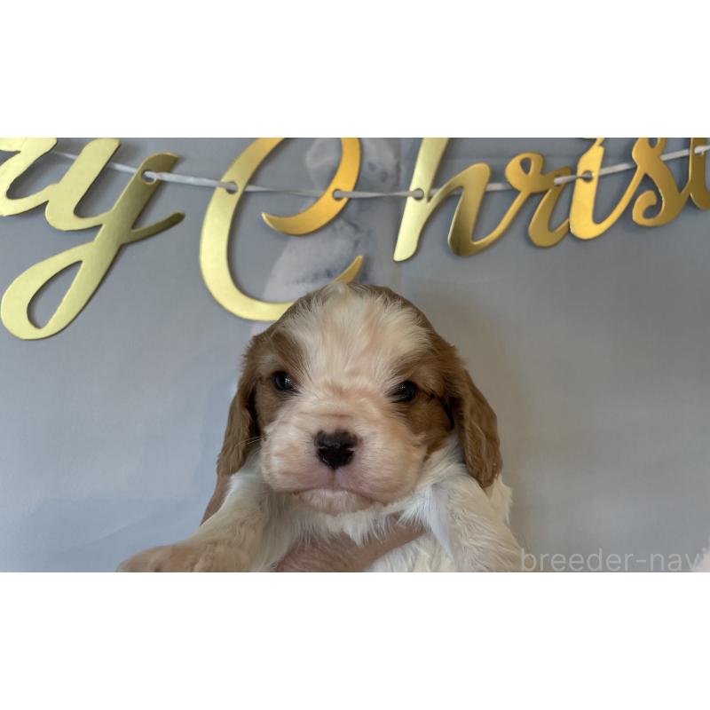 販売中の北海道のキャバリアキングチャールズスパニエル-431635の4枚目