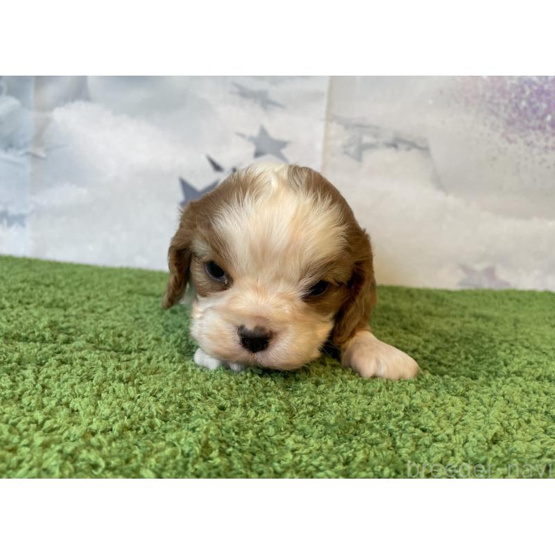 販売中の北海道のキャバリアキングチャールズスパニエル-431635の3枚目