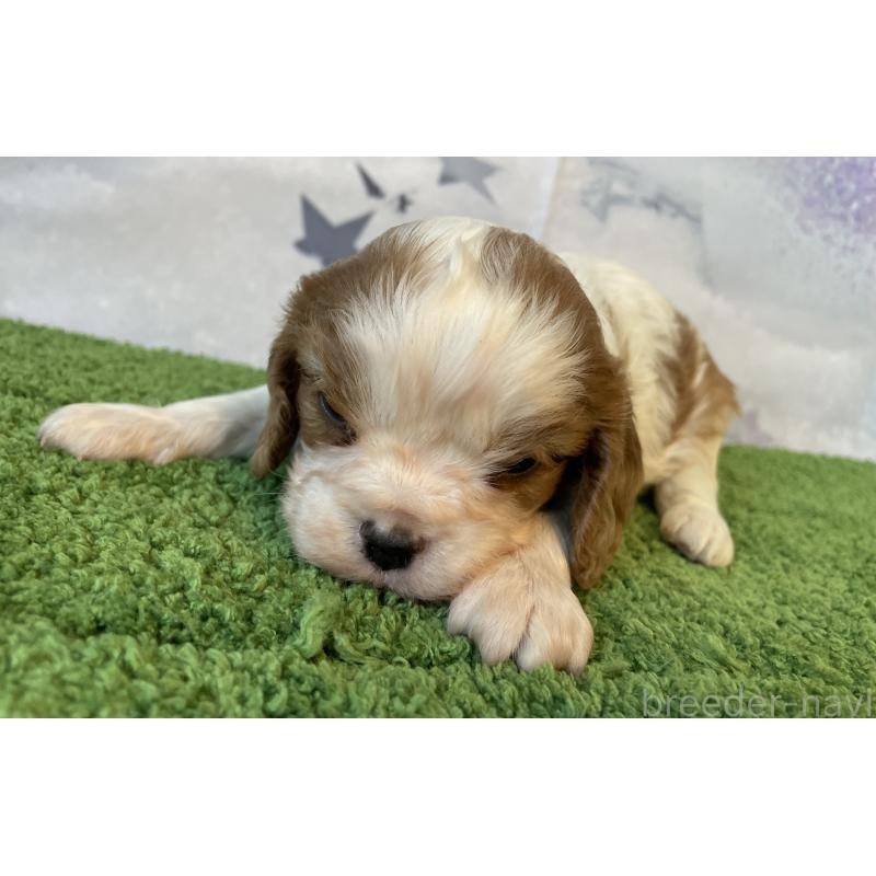 販売中の北海道のキャバリアキングチャールズスパニエル-431635の2枚目