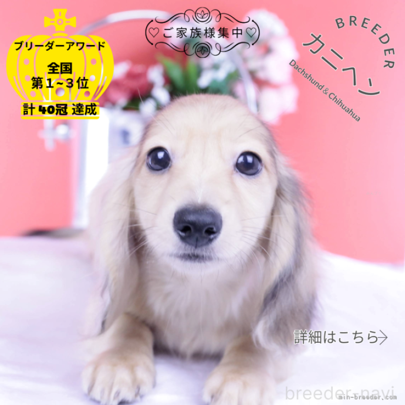 販売中の愛知県のカニンヘンダックスフンド(ロングヘアード)-418461