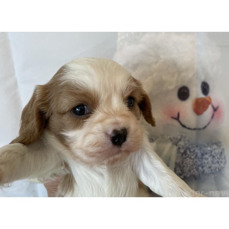 販売中の北海道のキャバリアキングチャールズスパニエル-431637の6枚目
