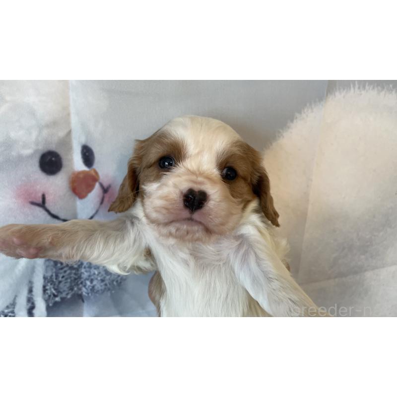 販売中の北海道のキャバリアキングチャールズスパニエル-431637の5枚目