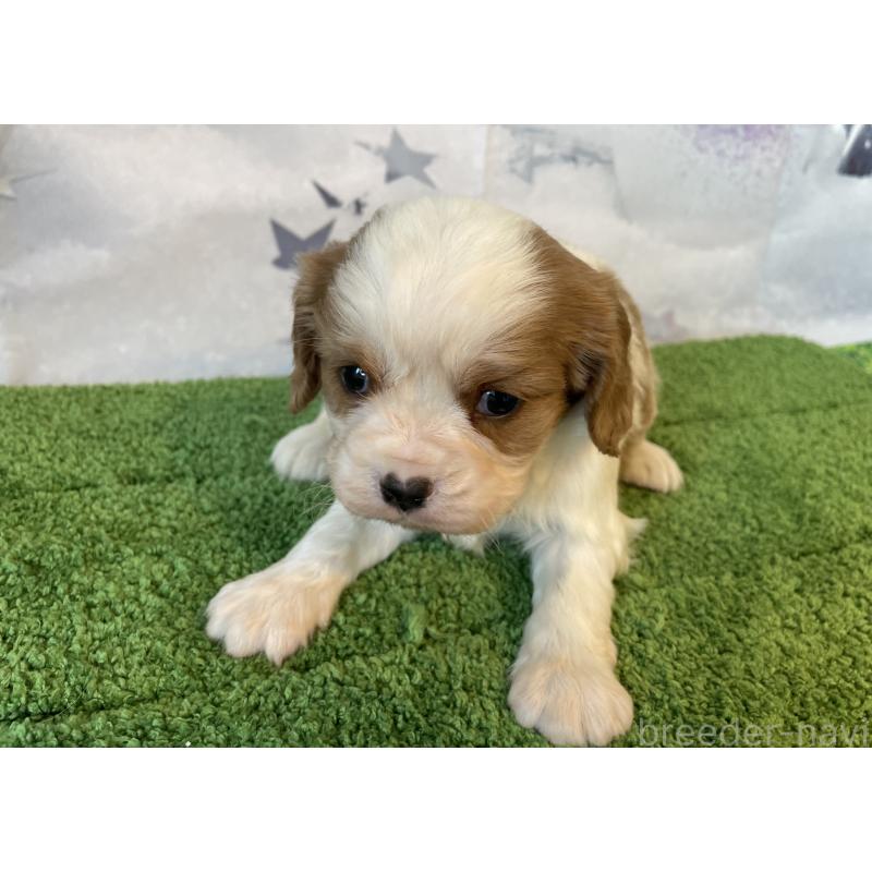 販売中の北海道のキャバリアキングチャールズスパニエル-431637の4枚目