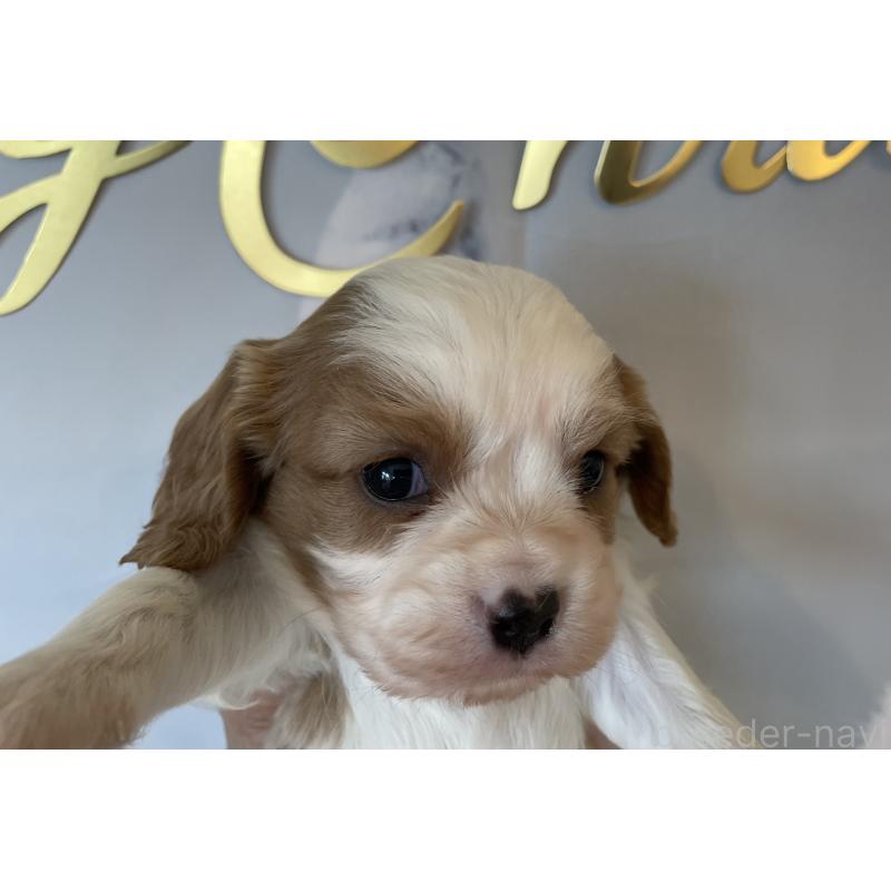 販売中の北海道のキャバリアキングチャールズスパニエル-431637の3枚目