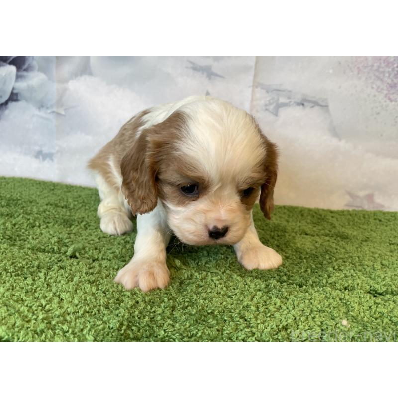 販売中の北海道のキャバリアキングチャールズスパニエル-431637の2枚目