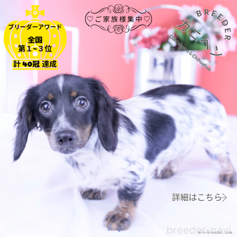 販売中の愛知県のカニンヘンダックスフンド(ロングヘアード)-409271