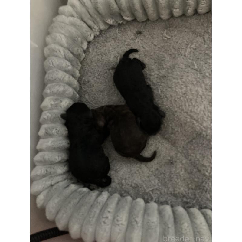 販売中の埼玉県のトイプードル-431641の2枚目