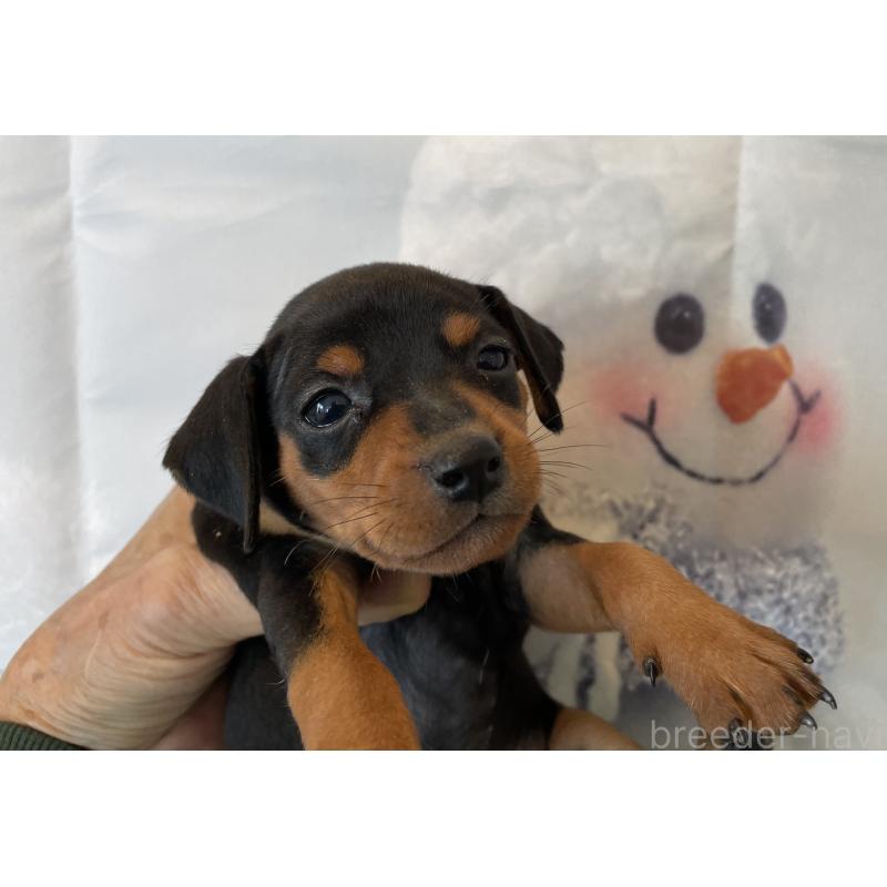 販売中の北海道のミニチュアピンシャー(ミニピン)-431646の1枚目