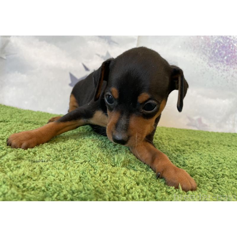 販売中の北海道のミニチュアピンシャー(ミニピン)-431646の5枚目