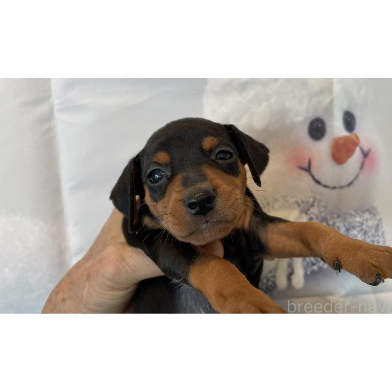 販売中の北海道のミニチュアピンシャー(ミニピン)-431646の4枚目