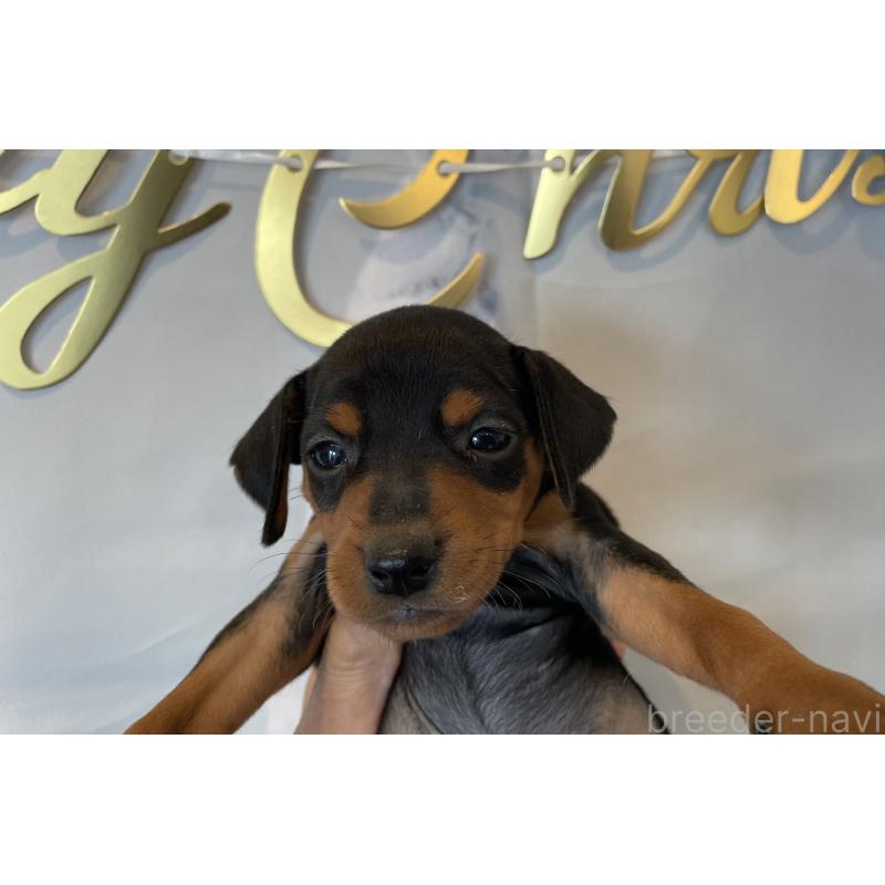 販売中の北海道のミニチュアピンシャー(ミニピン)-431646の3枚目