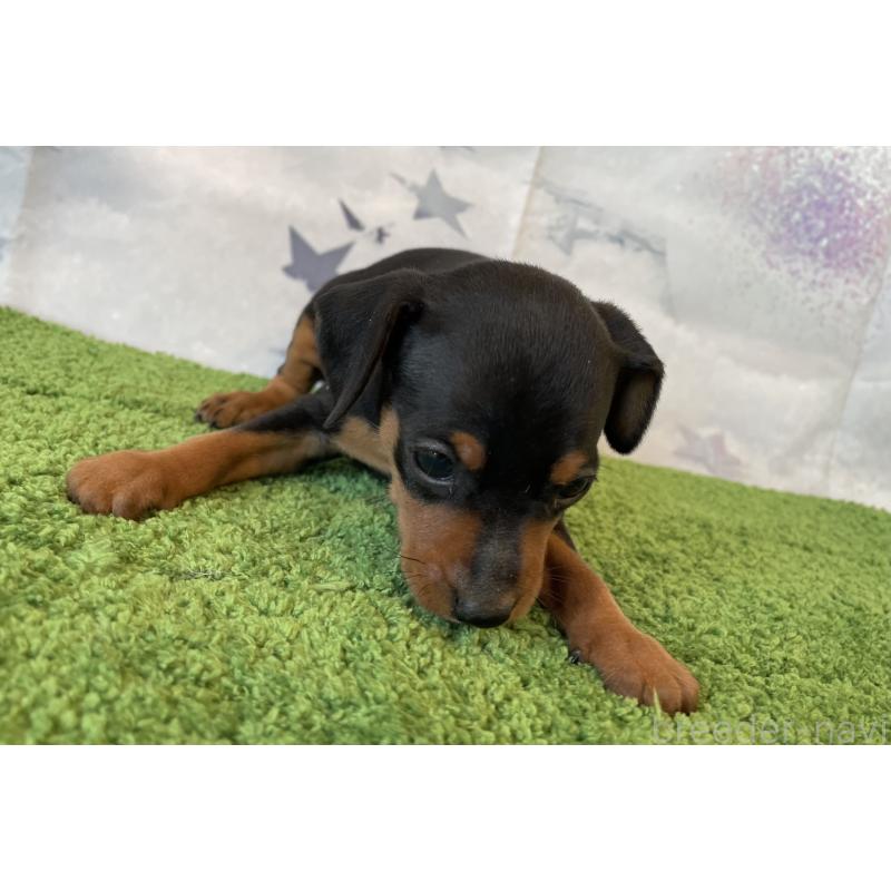 販売中の北海道のミニチュアピンシャー(ミニピン)-431646の2枚目