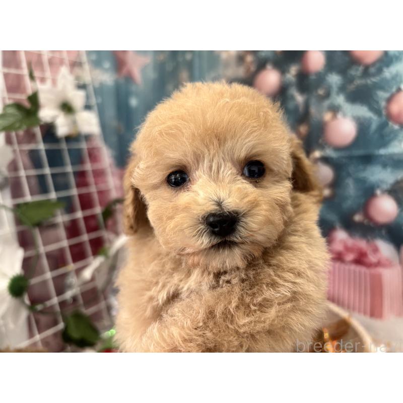 販売中の栃木県のティーカッププードル-424871