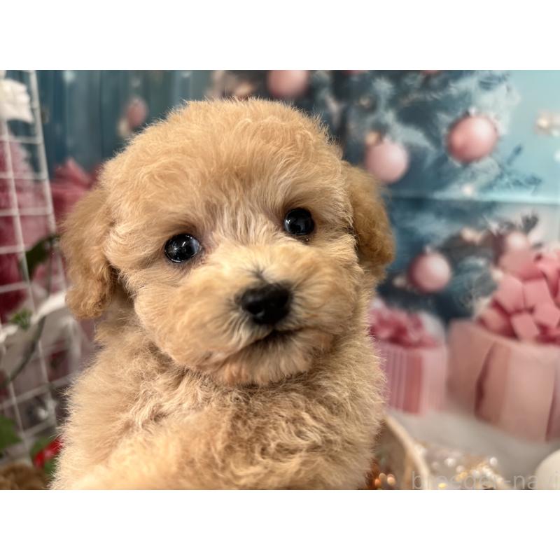 販売中の栃木県のティーカッププードル-424871の8枚目