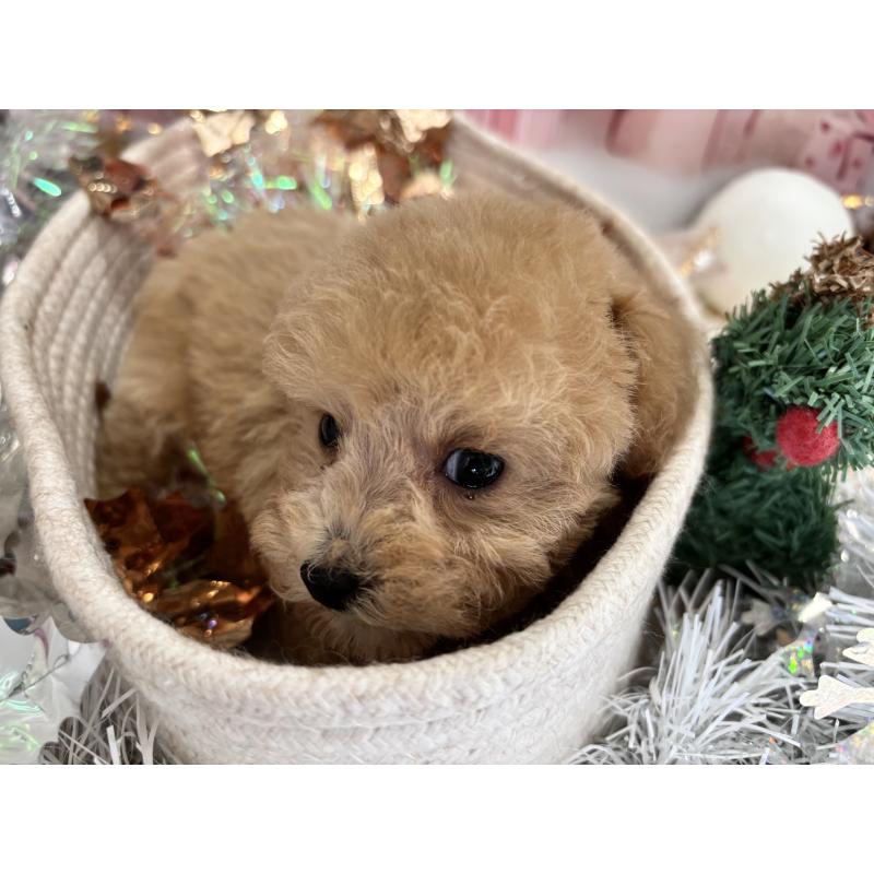 販売中の栃木県のティーカッププードル-424871の7枚目