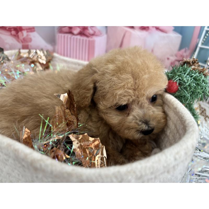 販売中の栃木県のティーカッププードル-424871の6枚目