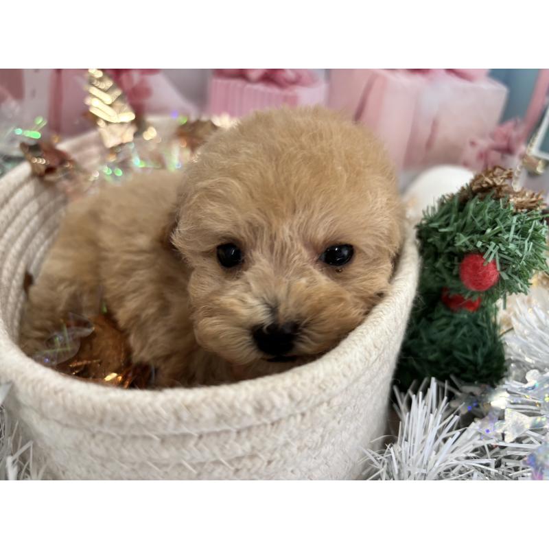 販売中の栃木県のティーカッププードル-424871の5枚目