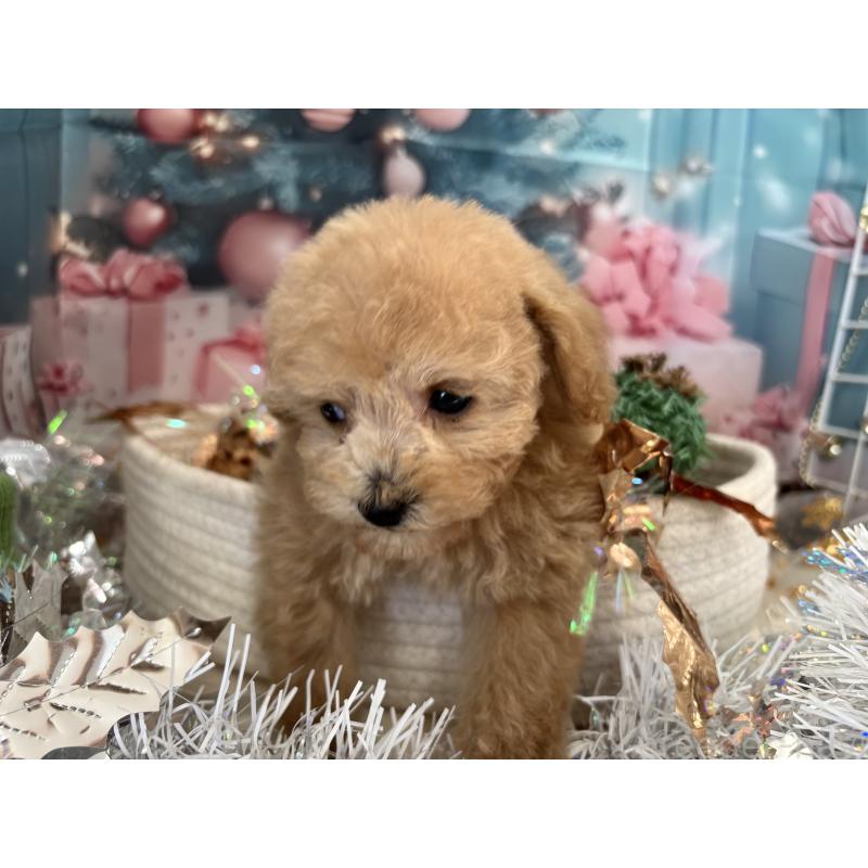 販売中の栃木県のティーカッププードル-424871の4枚目