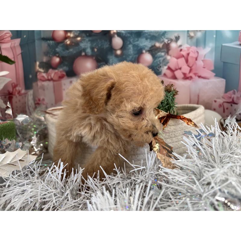 販売中の栃木県のティーカッププードル-424871の3枚目