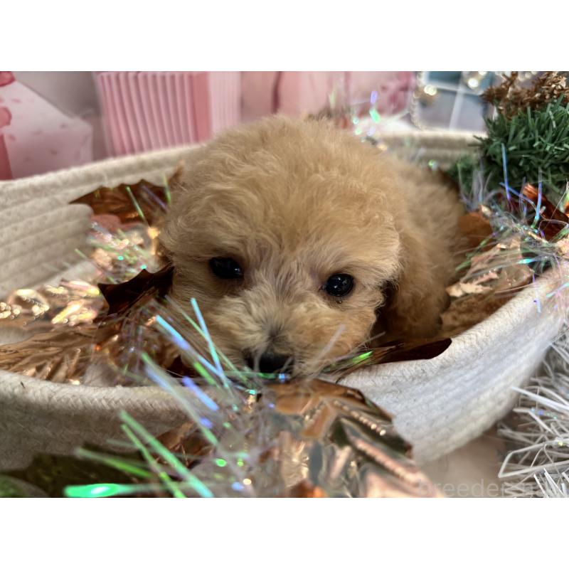 販売中の栃木県のティーカッププードル-424871の2枚目