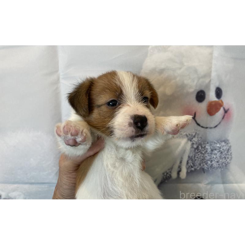 販売中の北海道のジャックラッセルテリア-431649の7枚目