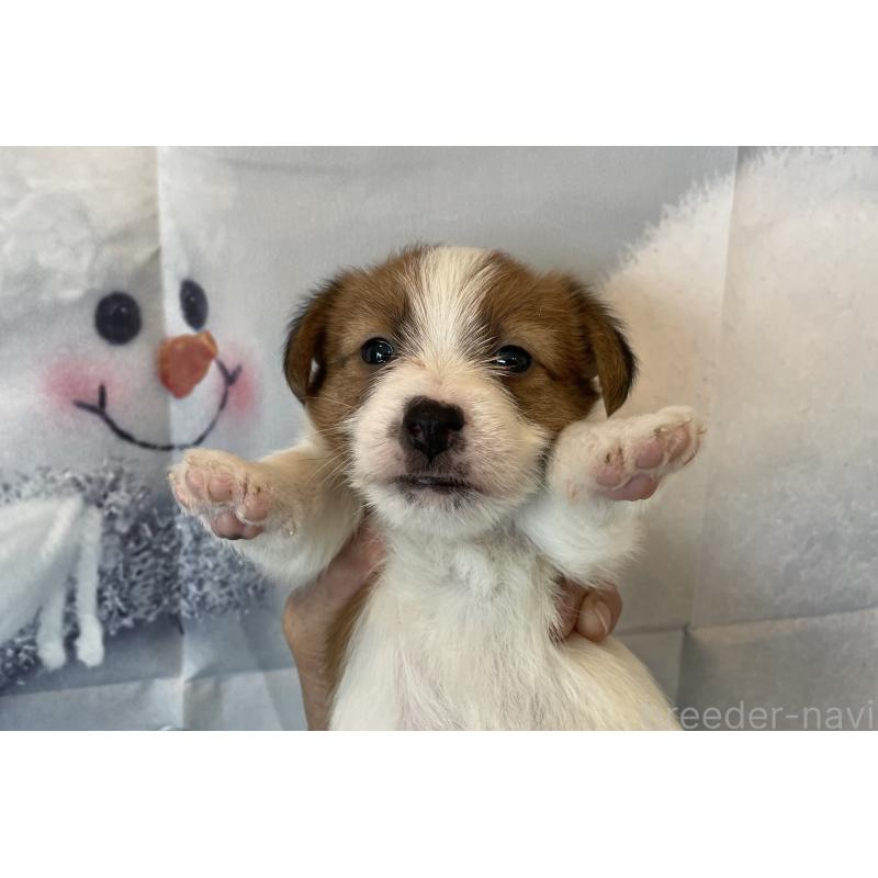 販売中の北海道のジャックラッセルテリア-431649の6枚目