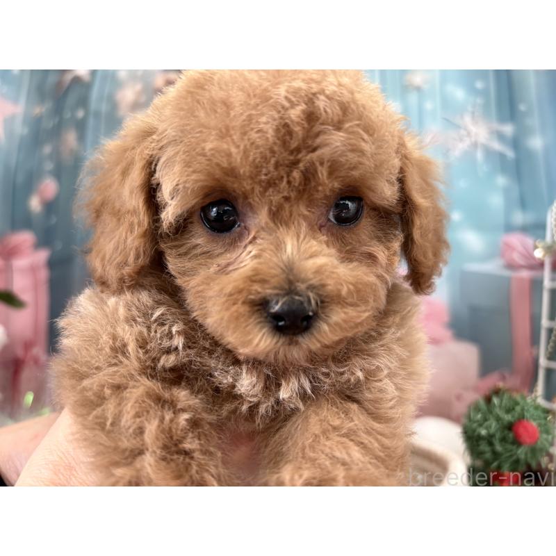 成約済の栃木県のトイプードル-424876