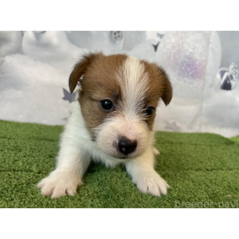 販売中の北海道のジャックラッセルテリア-431649の5枚目