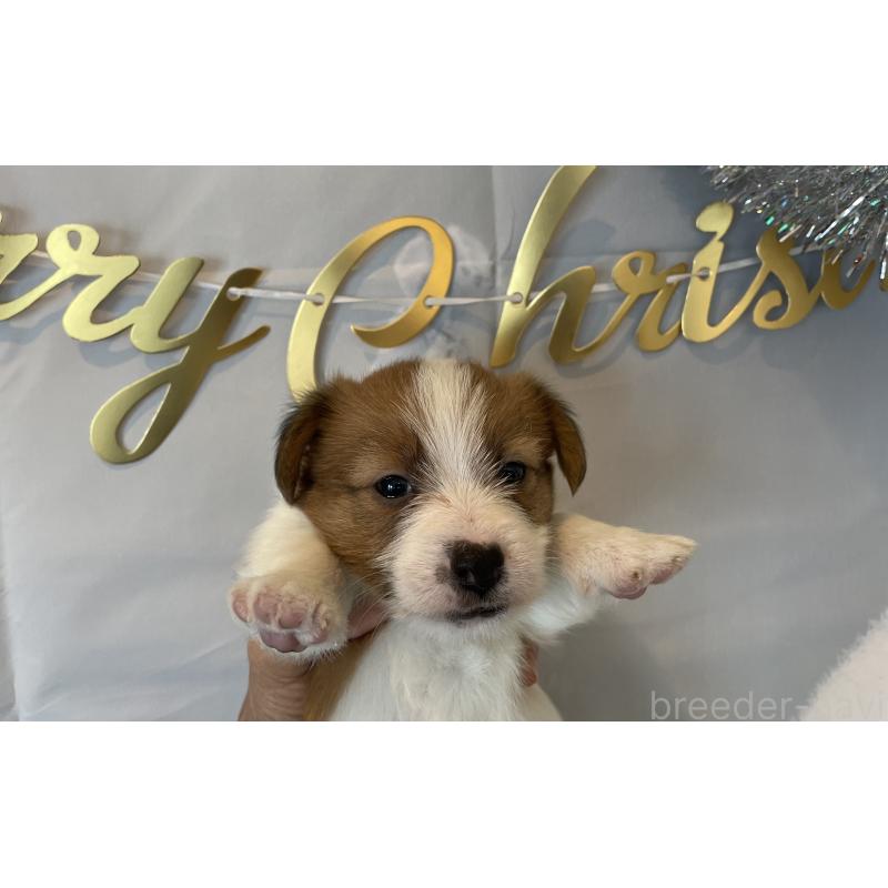 販売中の北海道のジャックラッセルテリア-431649の4枚目