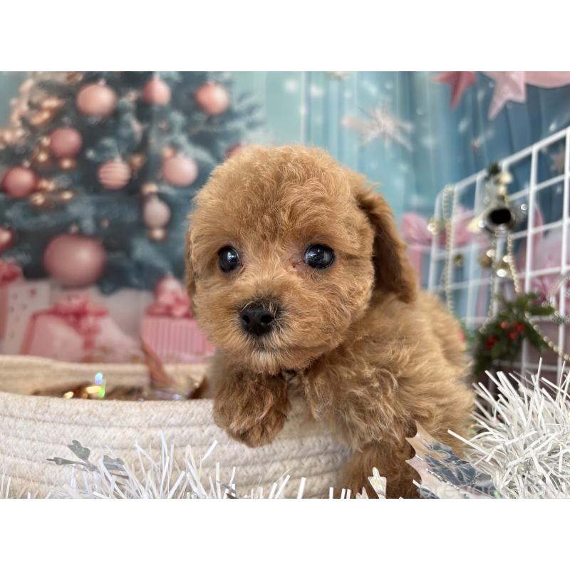 成約済の栃木県のトイプードル-424876の7枚目