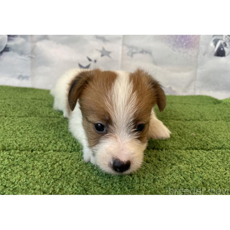 販売中の北海道のジャックラッセルテリア-431649の3枚目