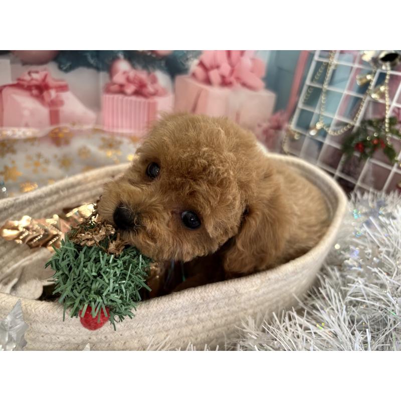 成約済の栃木県のトイプードル-424876の6枚目