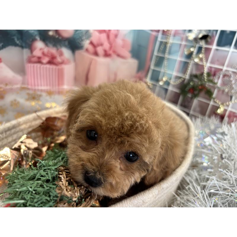 成約済の栃木県のトイプードル-424876の5枚目