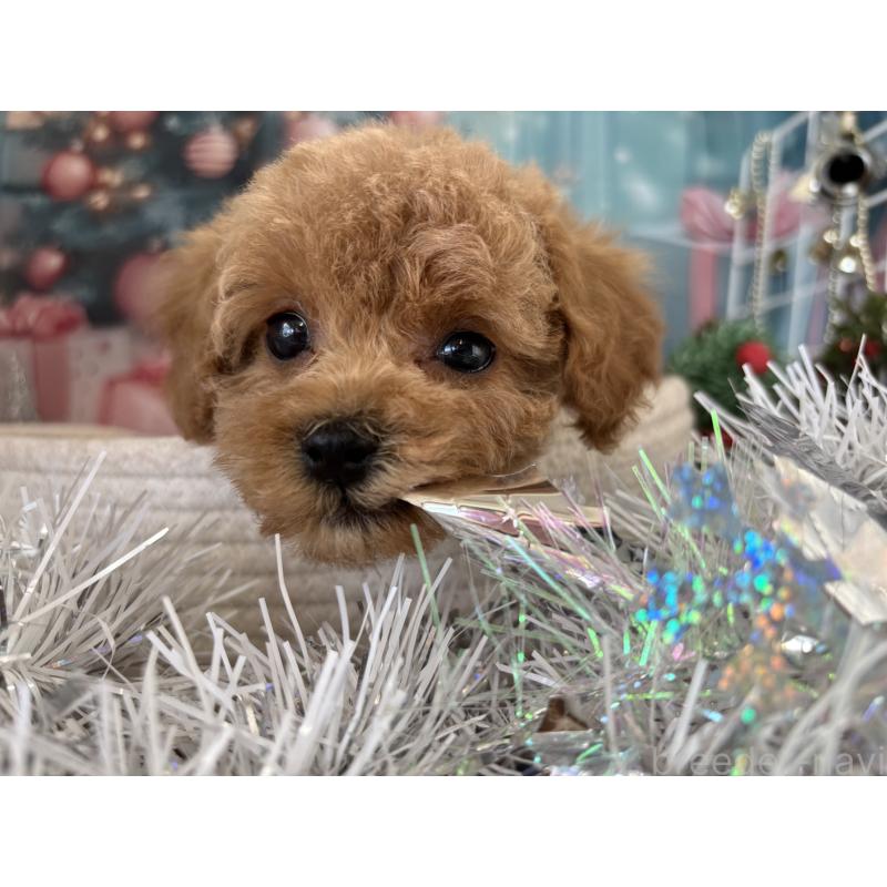 成約済の栃木県のトイプードル-424876の4枚目