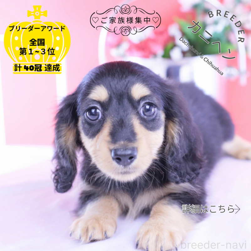 販売中の愛知県のカニンヘンダックスフンド(ロングヘアード)-421661