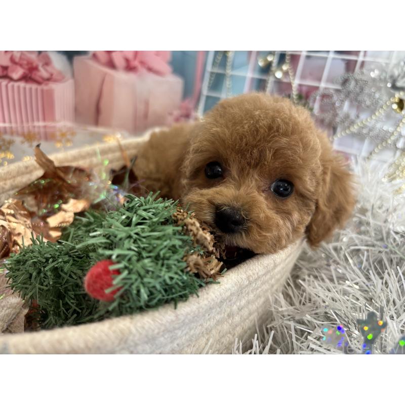 成約済の栃木県のトイプードル-424876の3枚目