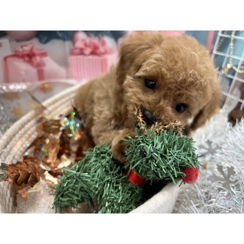 成約済の栃木県のトイプードル-424876の2枚目