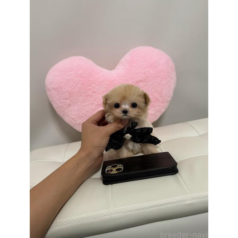 販売中の埼玉県のチワプー:チワワ×トイプードル-431650の3枚目