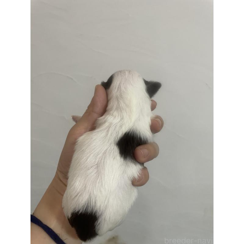 販売中の福岡県のチワプー:チワワ×トイプードル-431652の2枚目