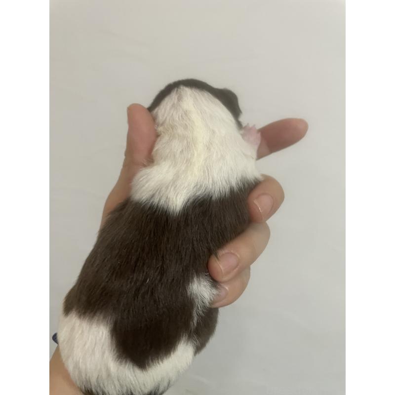 販売中の福岡県のチワプー:チワワ×トイプードル-431653の2枚目