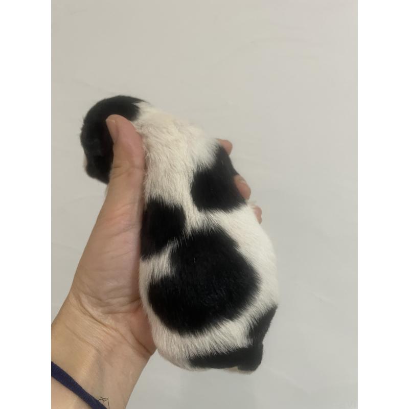 販売中の福岡県のチワプー:チワワ×トイプードル-431654の2枚目