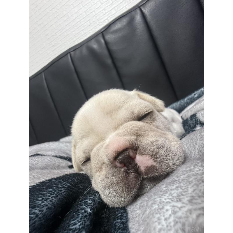 販売中の香川県のフレンチブルドッグ-431655の2枚目