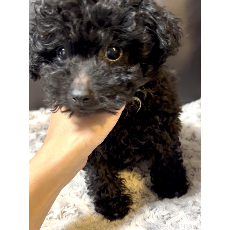 成約済の奈良県のミディアムプードル-431305の4枚目