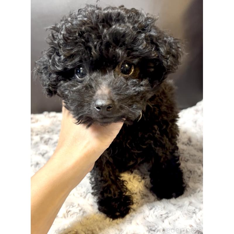 販売中の奈良県のミディアムプードル-431305