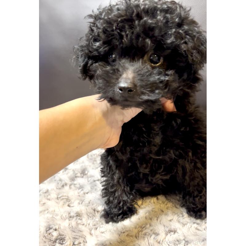 成約済の奈良県のミディアムプードル-431305の2枚目