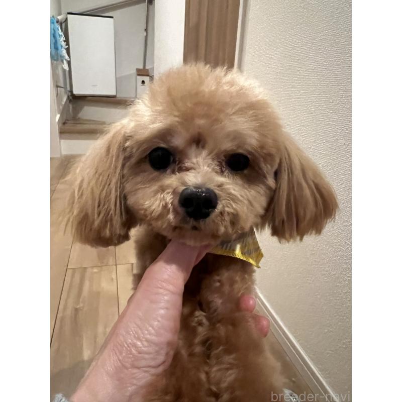 販売中の埼玉県のミックス犬-370849の15枚目