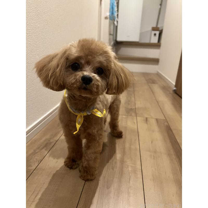 販売中の埼玉県のミックス犬-370849の14枚目