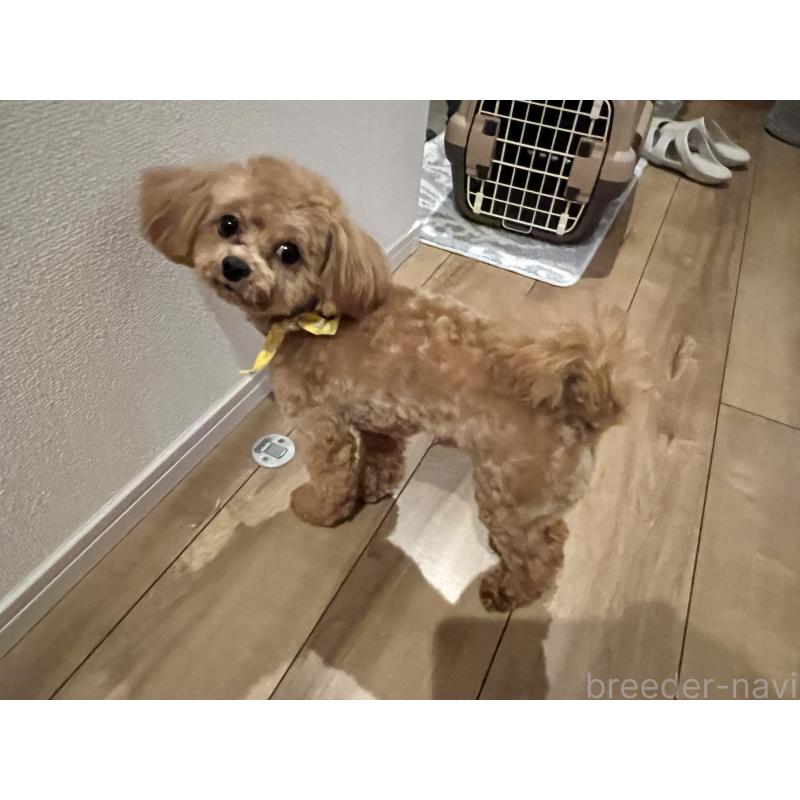 販売中の埼玉県のミックス犬-370849の13枚目